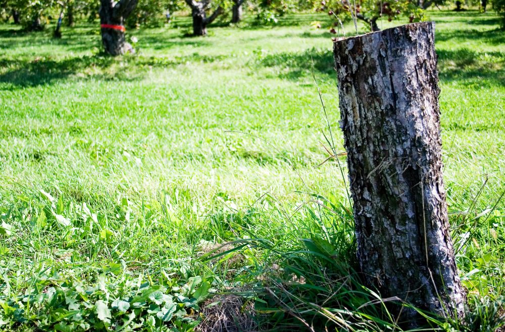 arborist 001